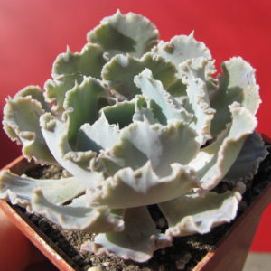 Echeveria   *Curly   Pearl*      ( Truffles  Big )