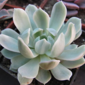 Echeveria     *Royal   Chrysanthemum*    variegata