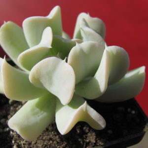 Echeveria    Tompsy   Turvy