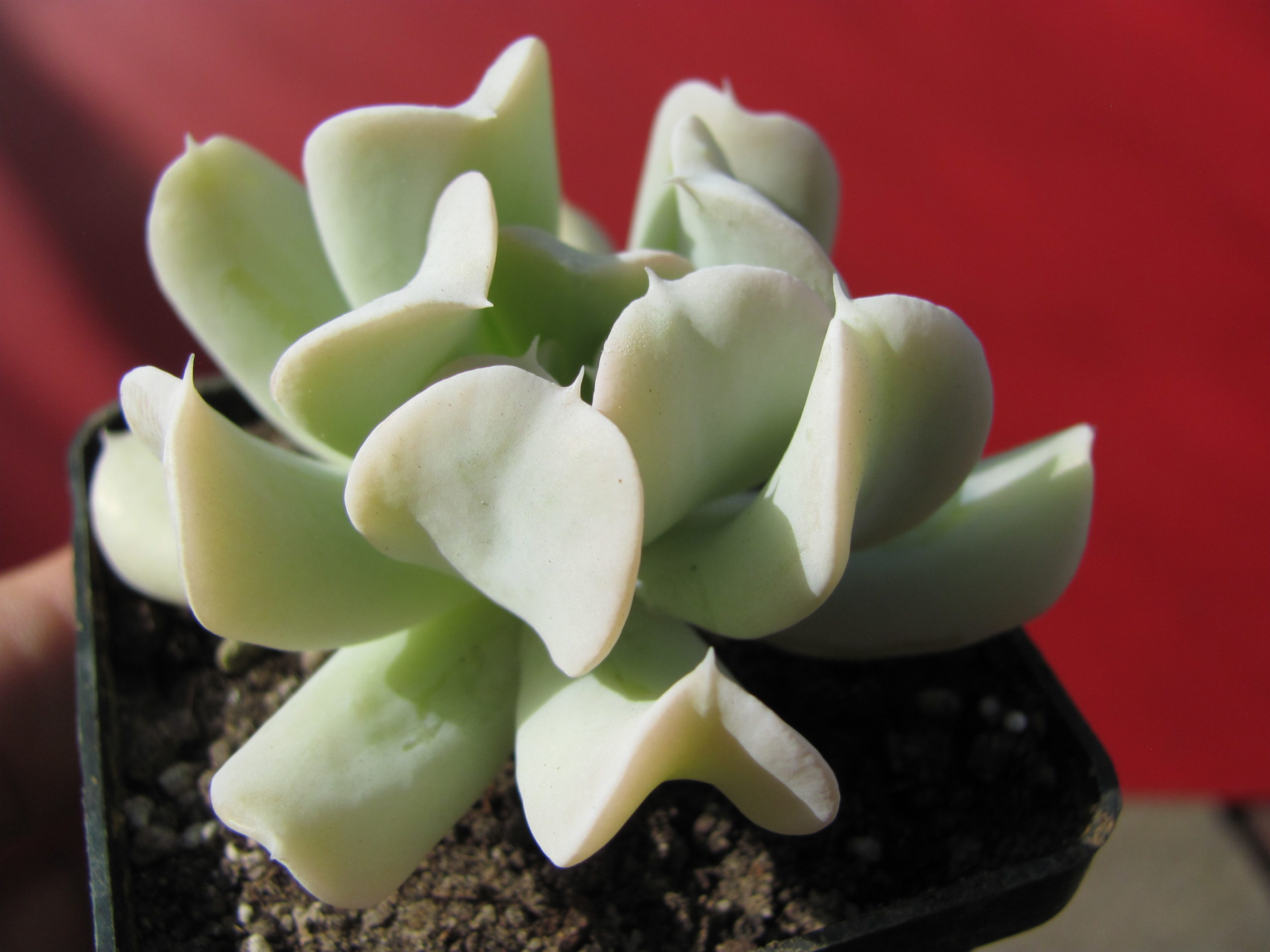 Echeveria    Tompsy   Turvy