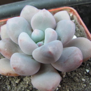 Pachyphytum    oviferum    hybr.      #100