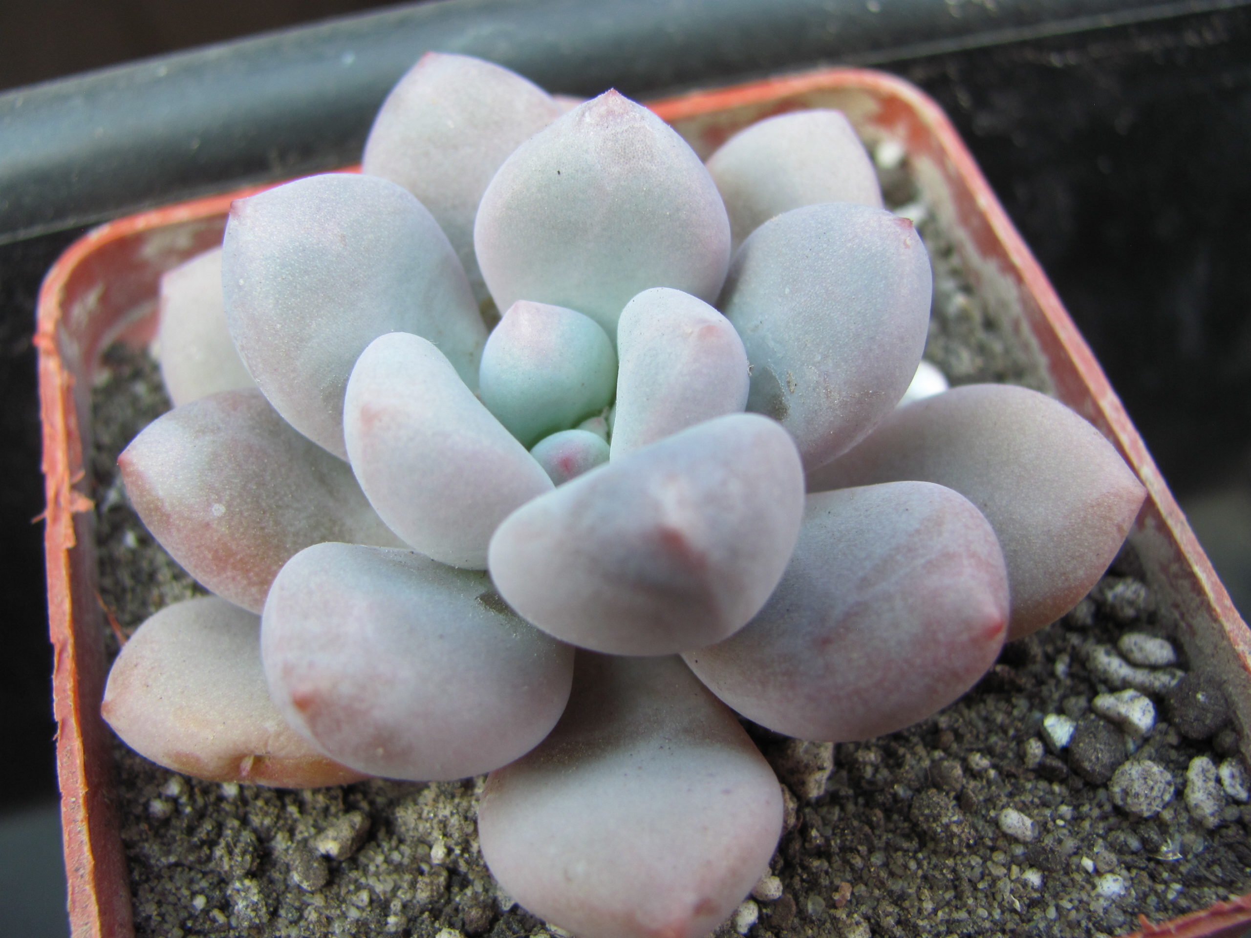 Pachyphytum    oviferum    hybr.      #100