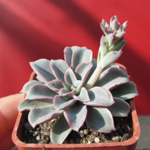 Echeveria    Fantastic   Fountain