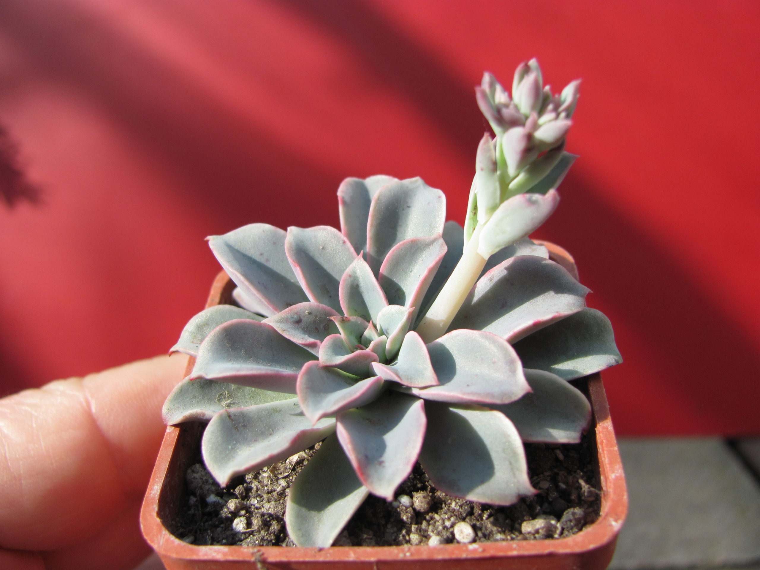 Echeveria    Fantastic   Fountain