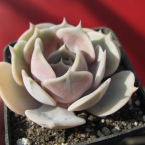 Echeveria   lilacina  x  Debbie