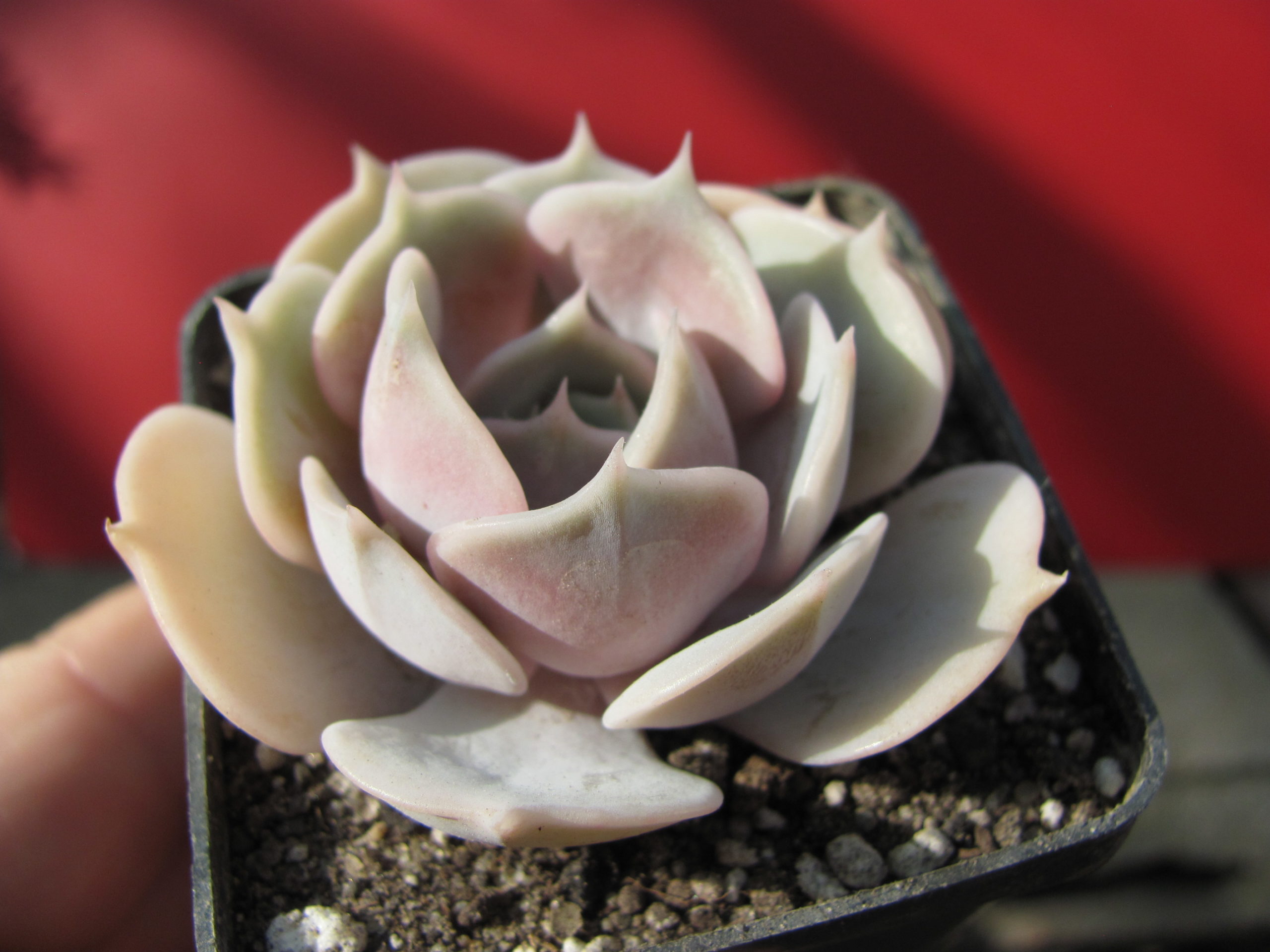 Echeveria   lilacina  x  Debbie