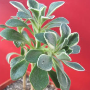 Aeonium    domesticum    variegata