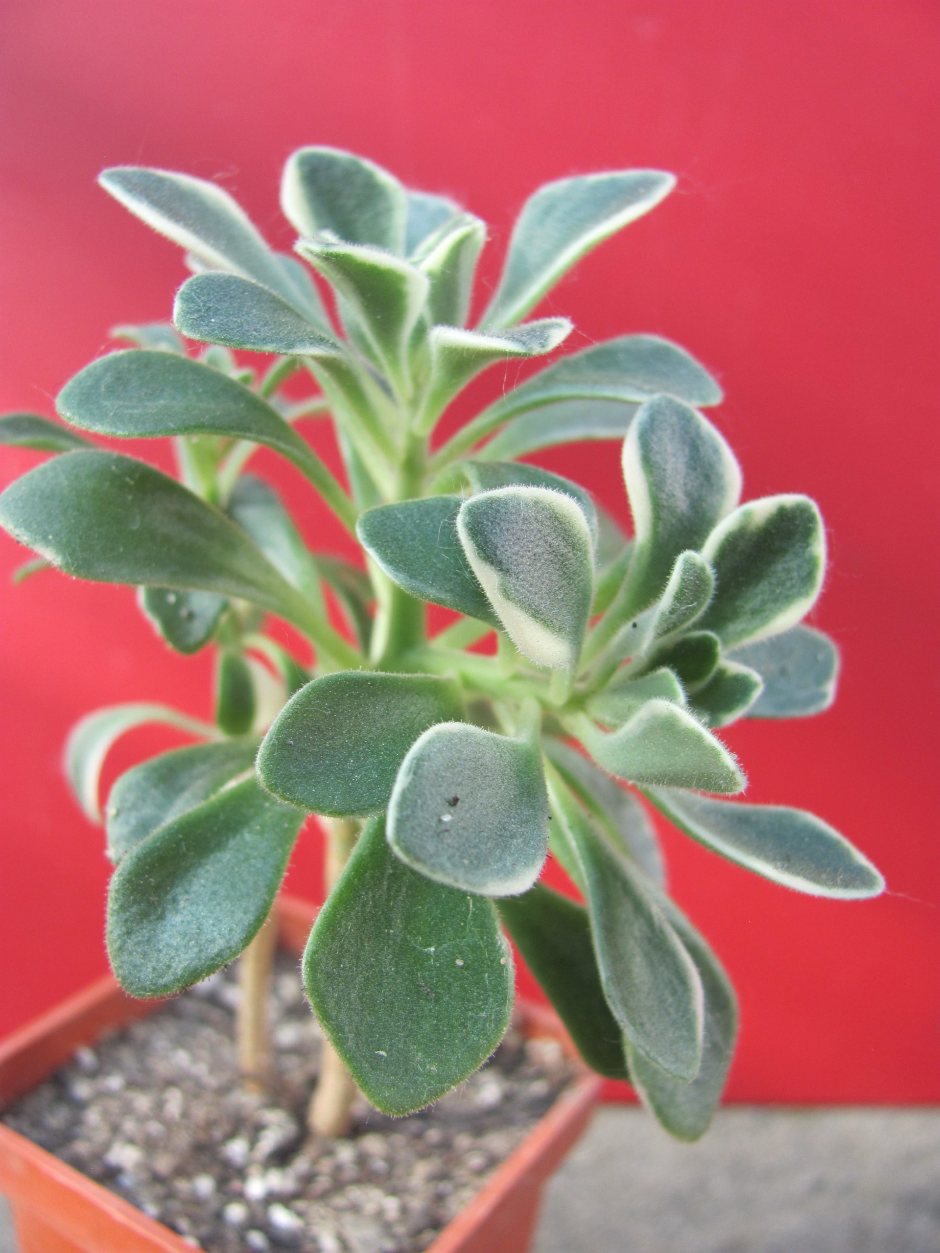 Aeonium domesticum variegata