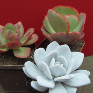 Echeveria    3 разом