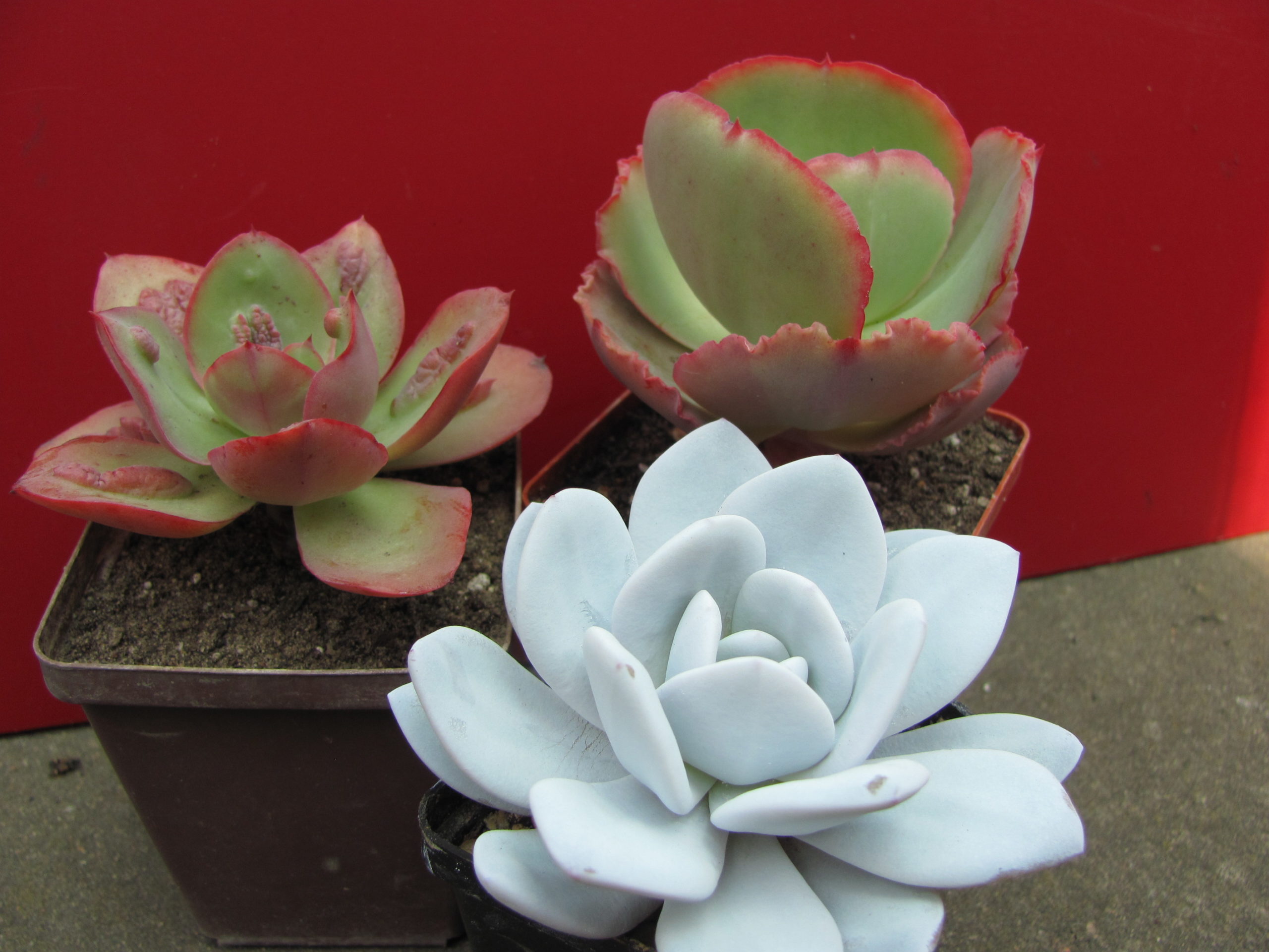 Echeveria    3 разом