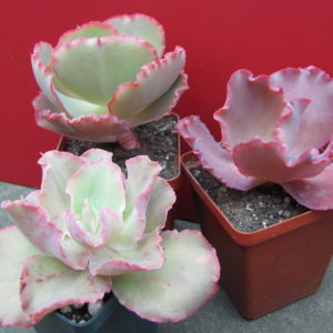 Echeveria      3 разом