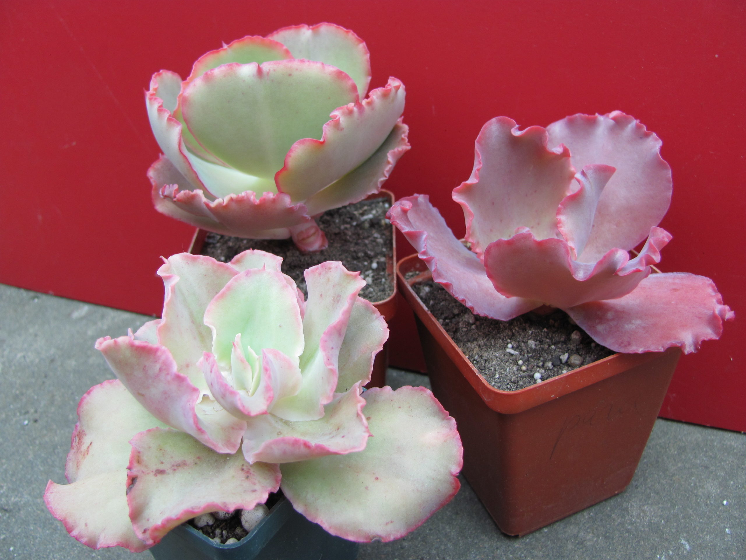 Echeveria      3 разом