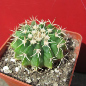 Wigginsia   vorwerkiana
