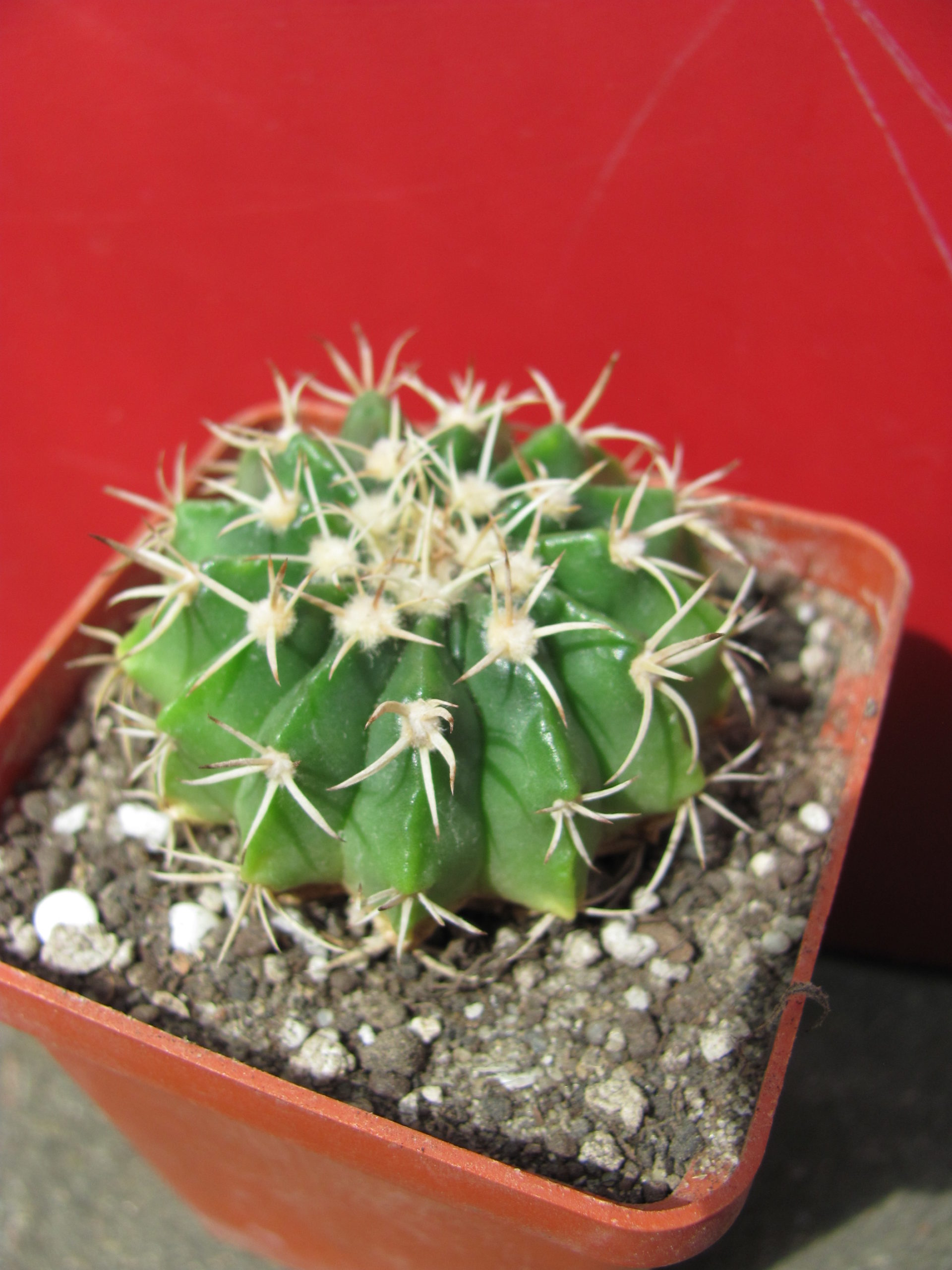 Wigginsia vorwerkiana