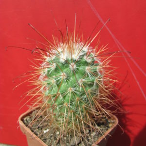Mammillaria    magnifica