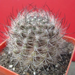 Neoporteria    multicolor     *Black*