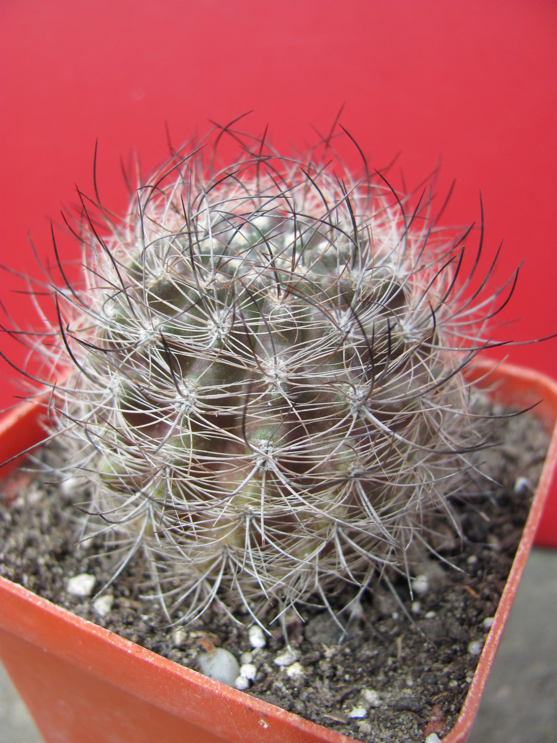 Neoporteria    multicolor     *Black*