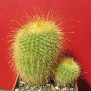 Eriocactus   leninghausii