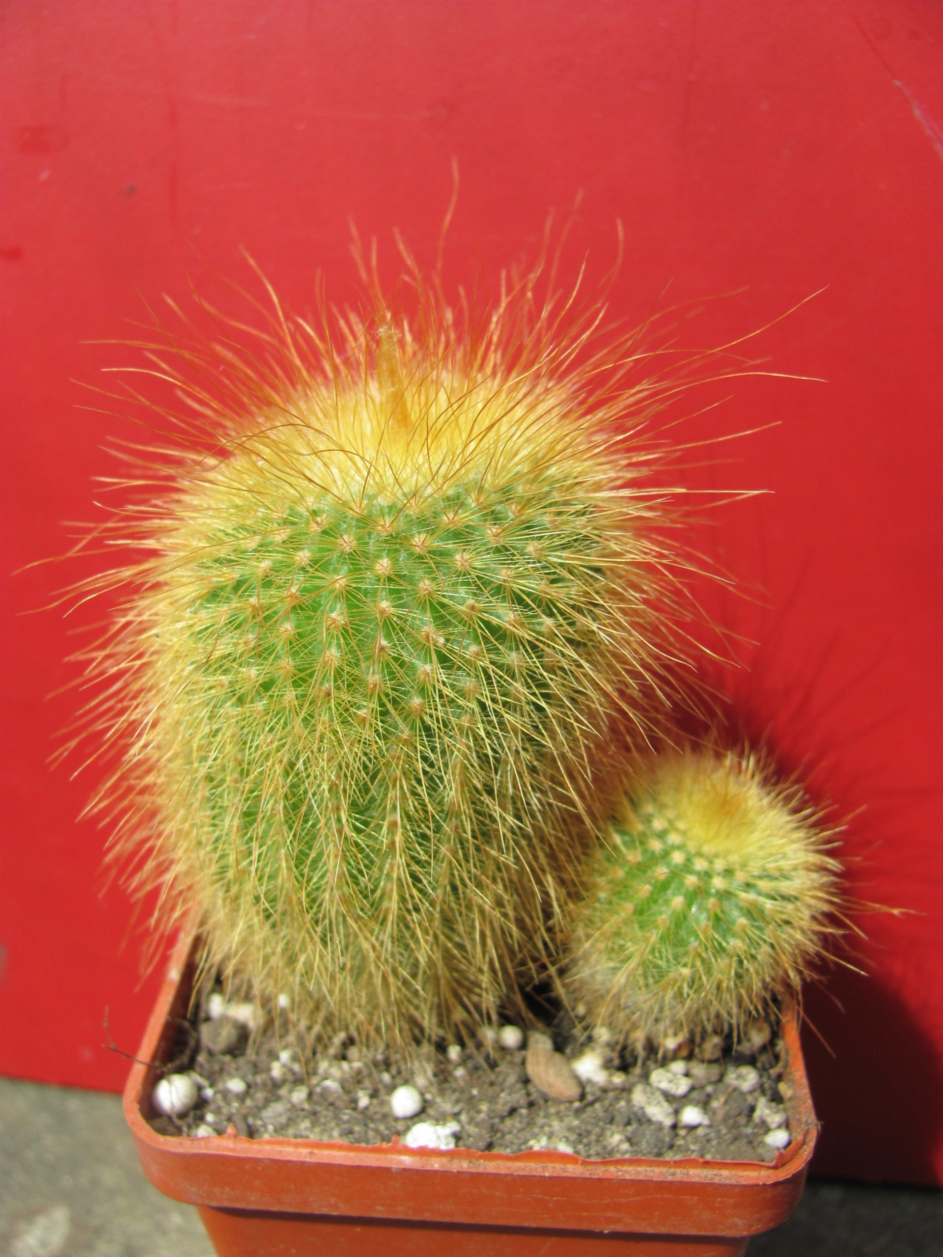 Eriocactus leninghausii