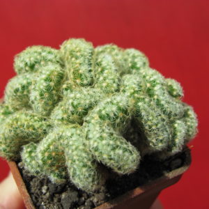 Mammillaria    elongata   cristata