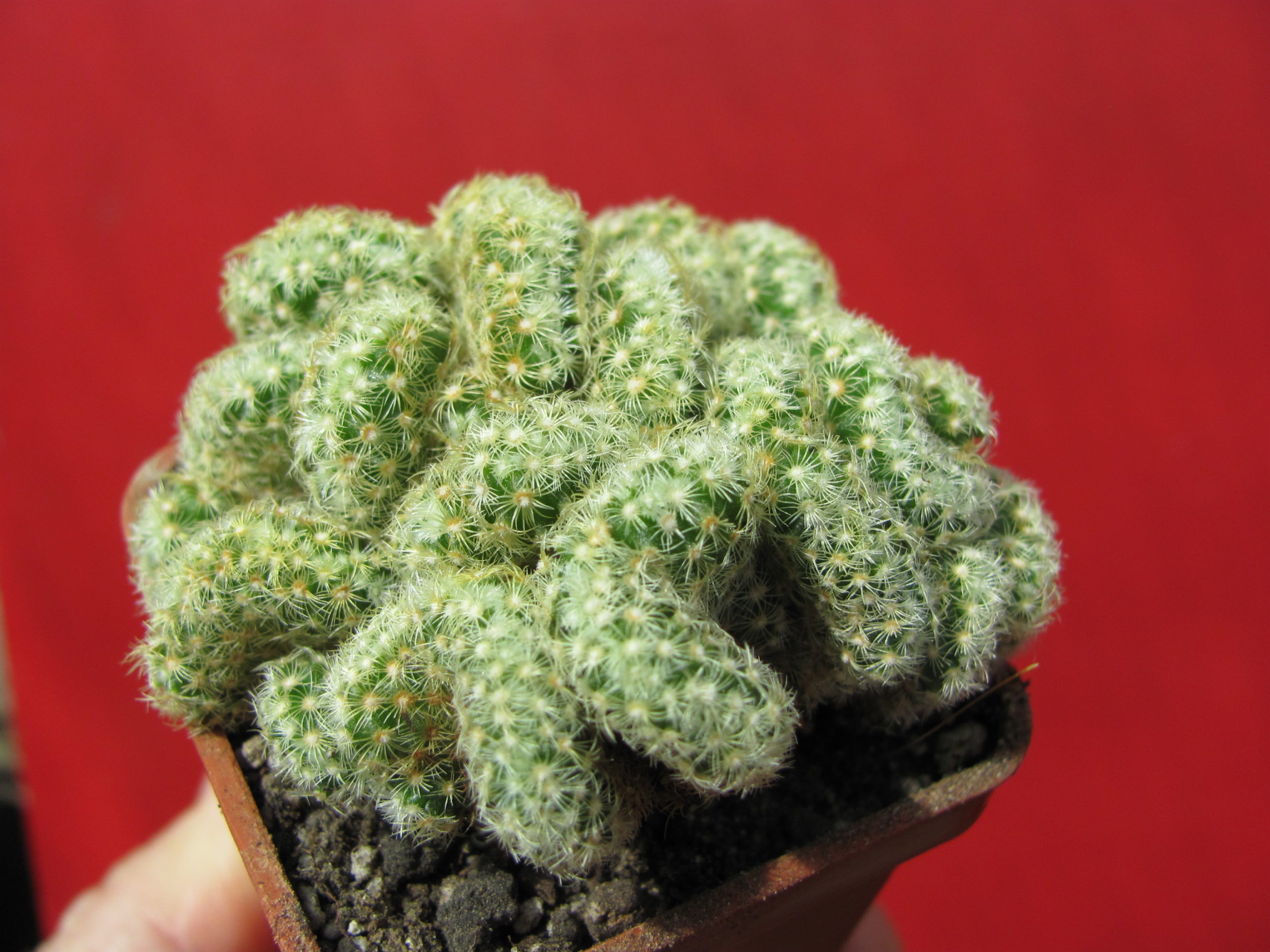 Mammillaria elongata cristata