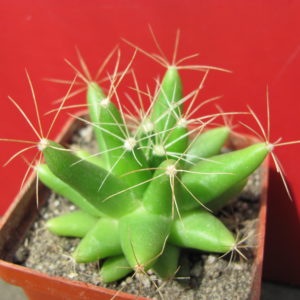Dolihothele    longimamma