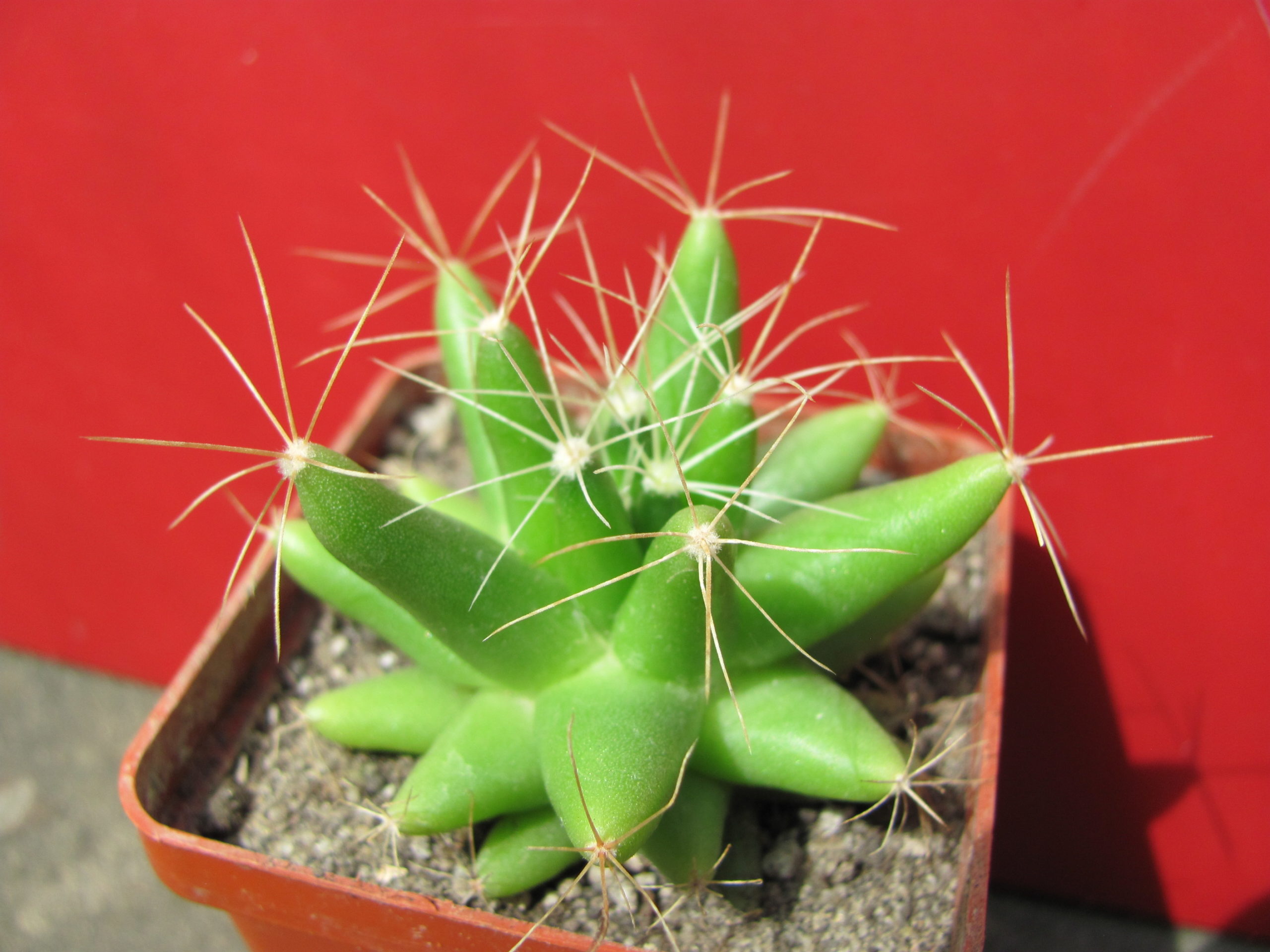 Dolihothele longimamma