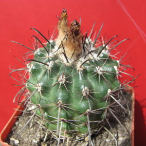 Parodia   subterranea