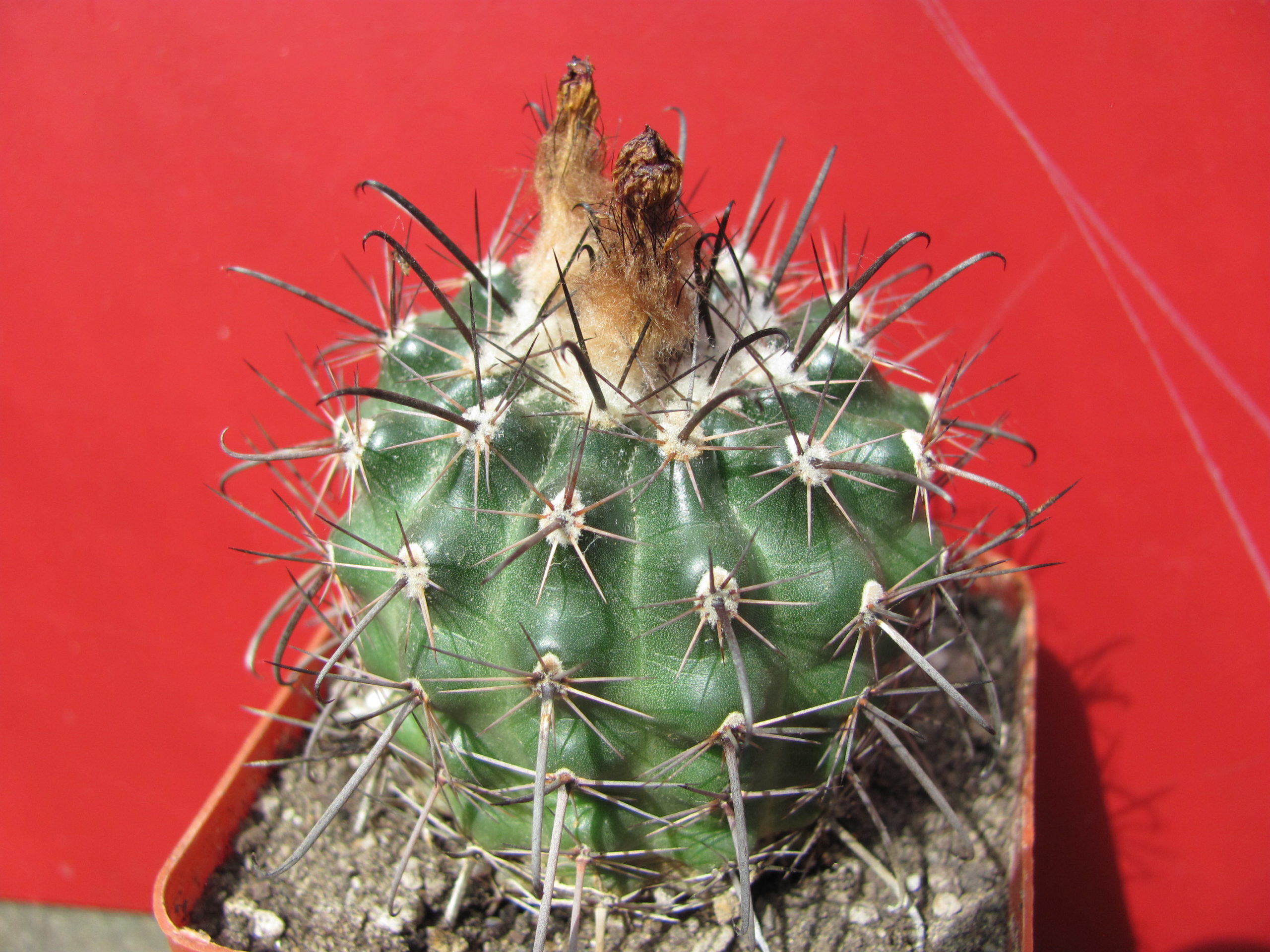 Parodia   subterranea