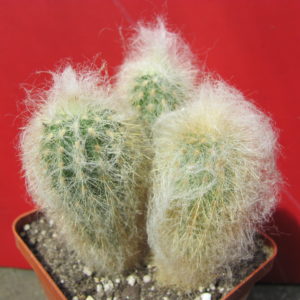 Espostoa  melanostele    3 разом