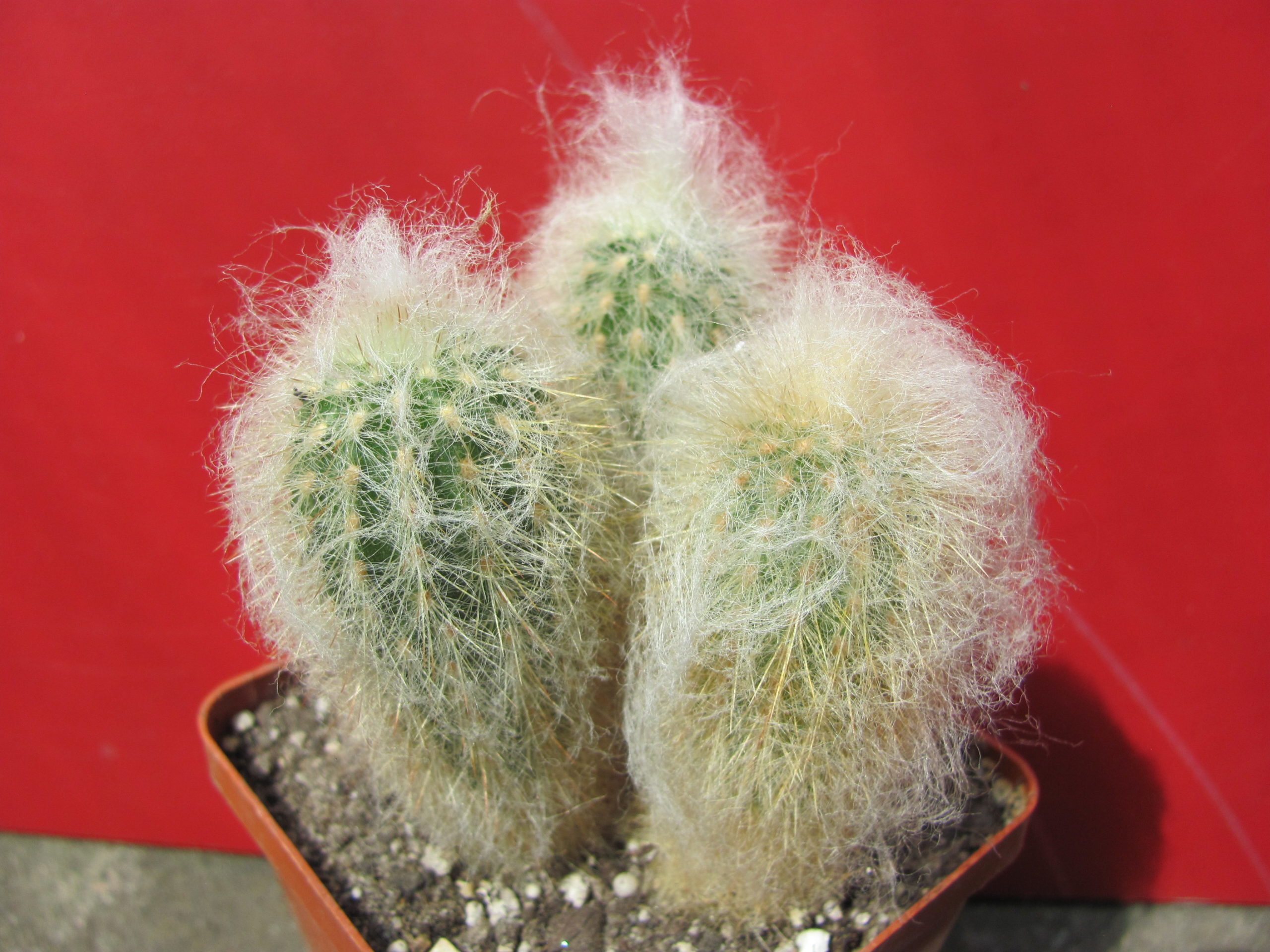 Espostoa  melanostele    3 разом