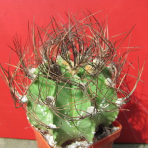 Asrophytum    senile