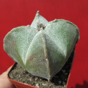 Astrophytum    guadricostatum