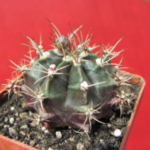 Gymnocalycium     tucavocense