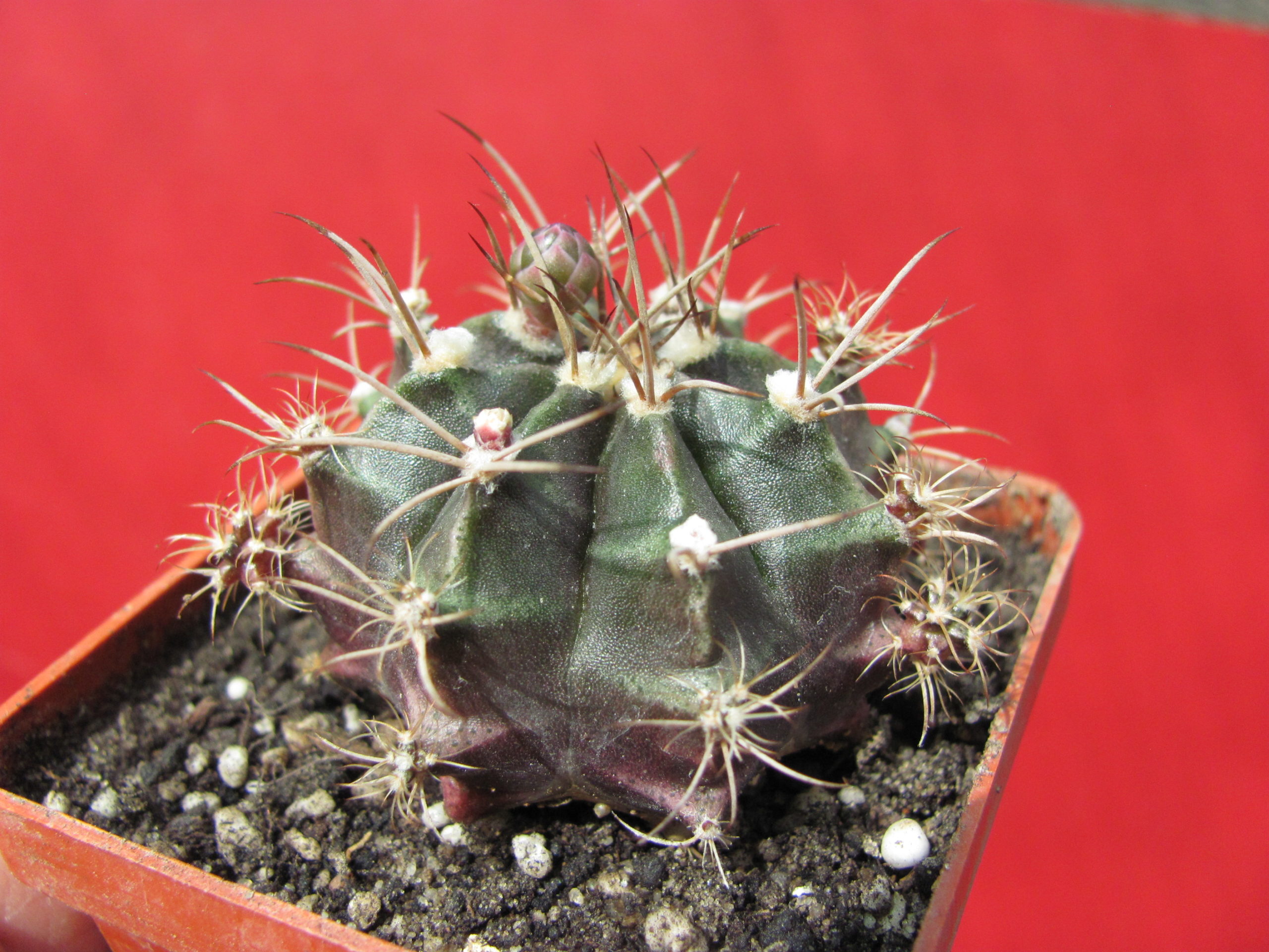 Gymnocalycium     tucavocense