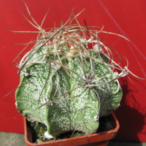 Astrophytum    crassispinum