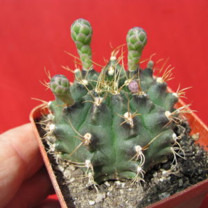 Gymnocalycium     anisitsii