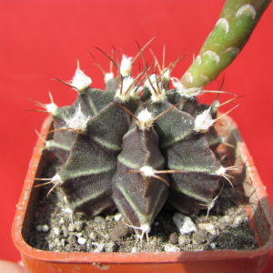 Gymnocalycyum       mihanovichii