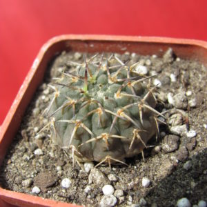 Gymnocalycium  asterium   Uhlig