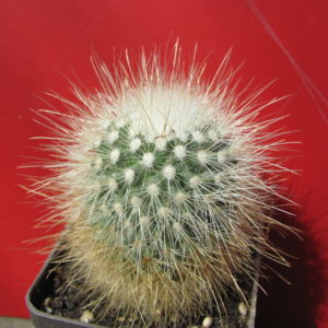 Mammillaria    spinosissima   *albispina*