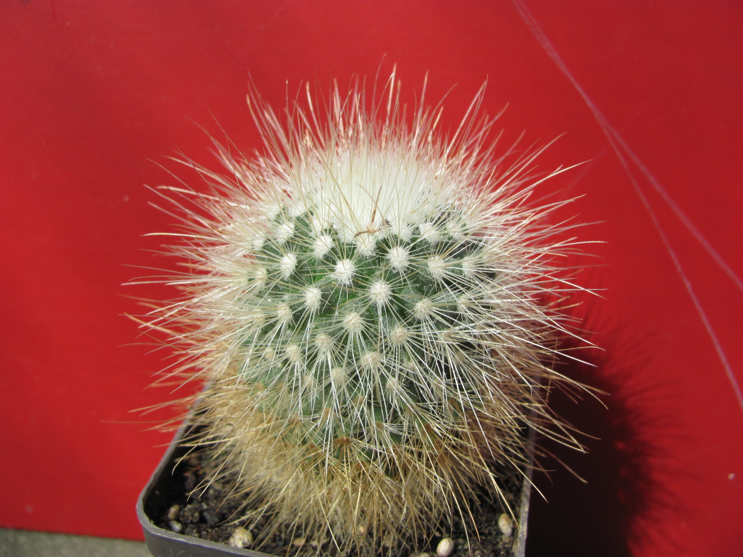 Mammillaria spinosissima *albispina*