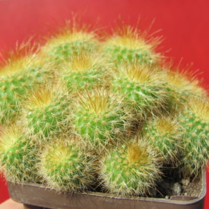 Eriocactus    leninghausii