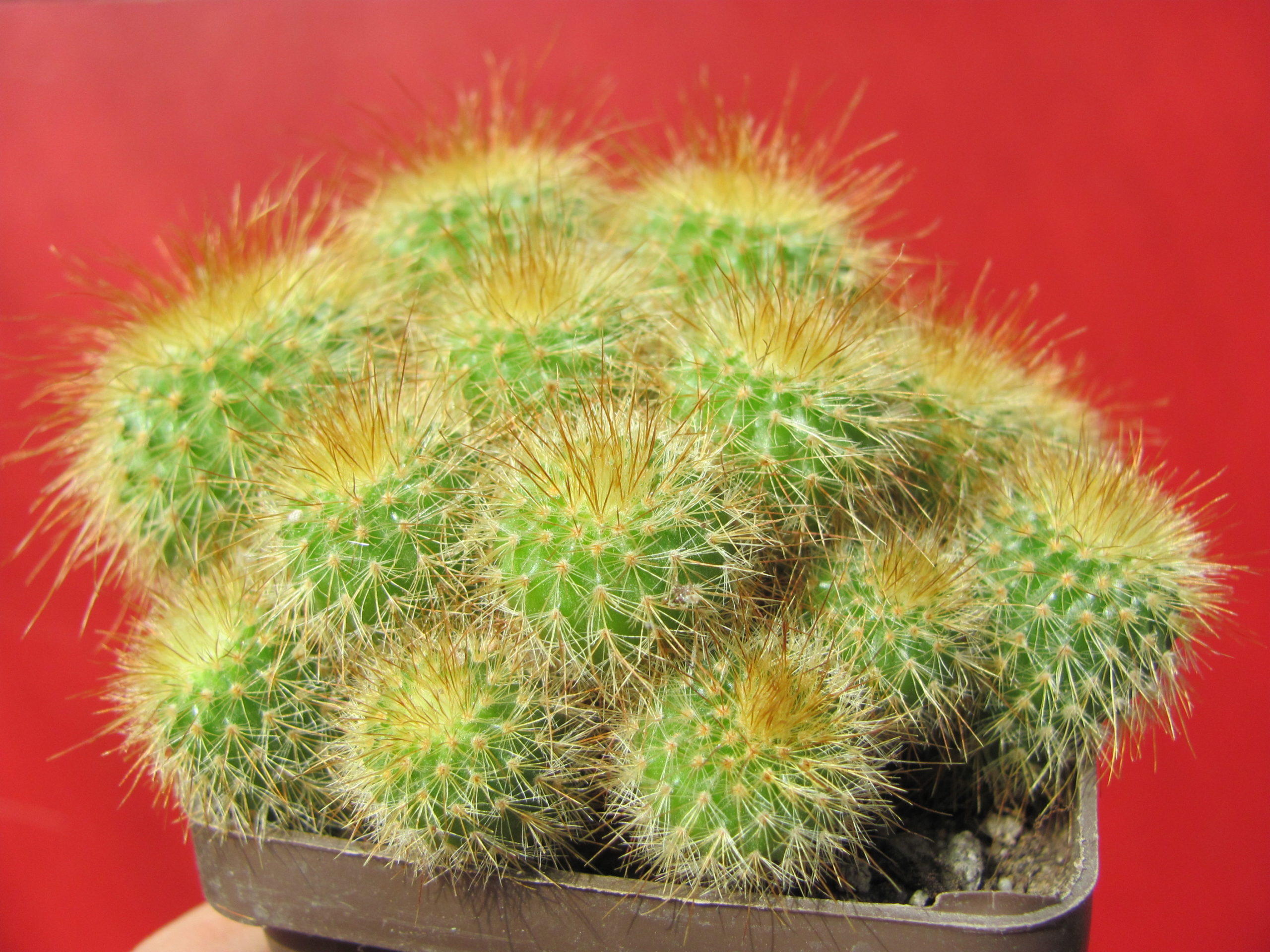 Eriocactus leninghausii