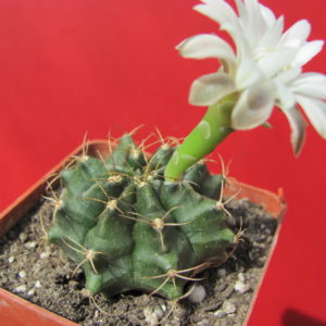 Gymnocalycium    anisitsii