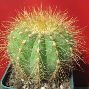 Eriocactus   magnificus