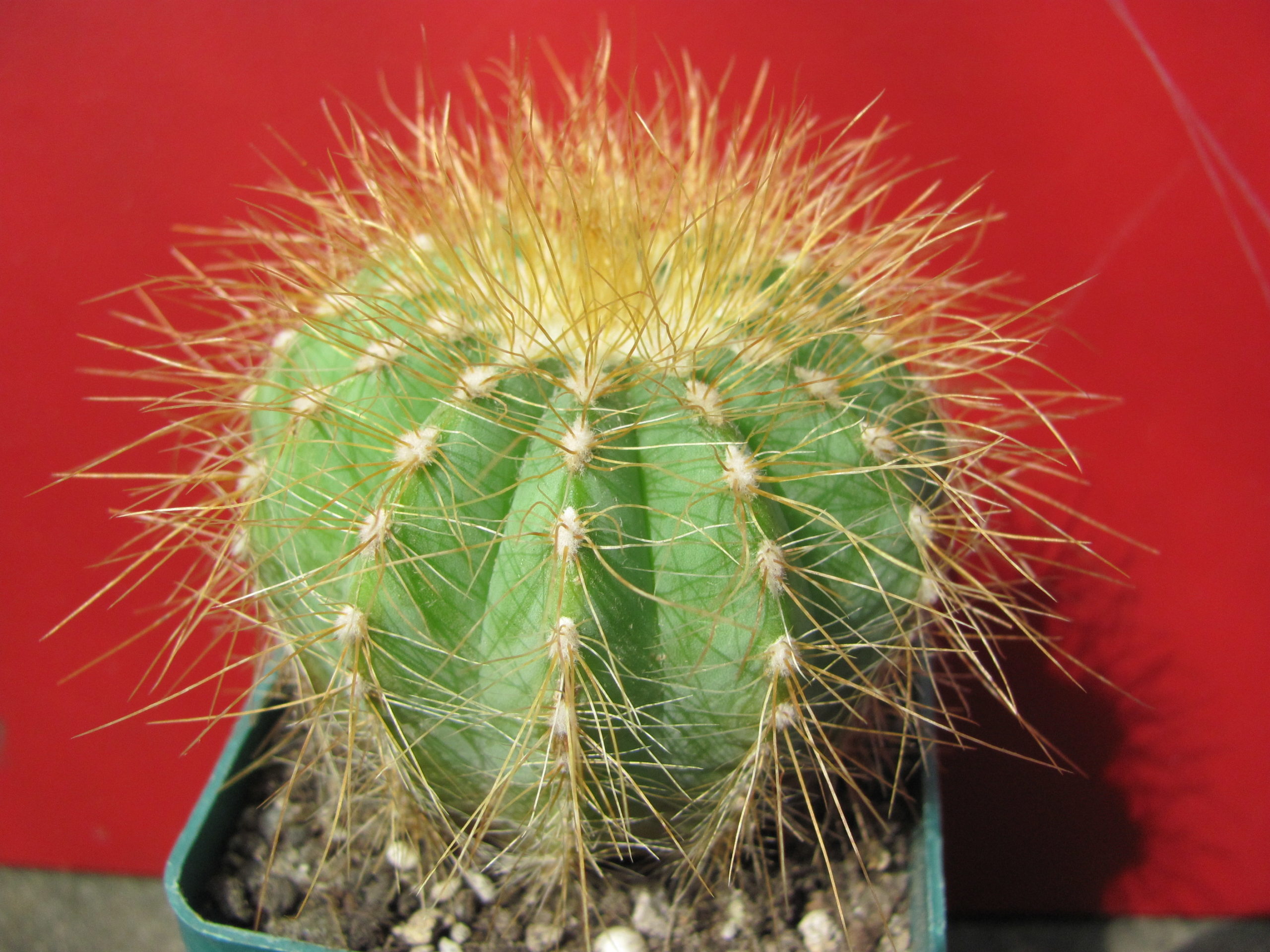 Eriocactus magnificus