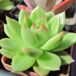 Echeveria    Gilva