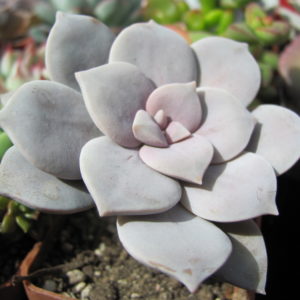 Graptopetalum    superbum
