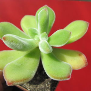 Echeveria   pulvinata   Ruby