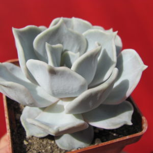 Echeveria    lilacina